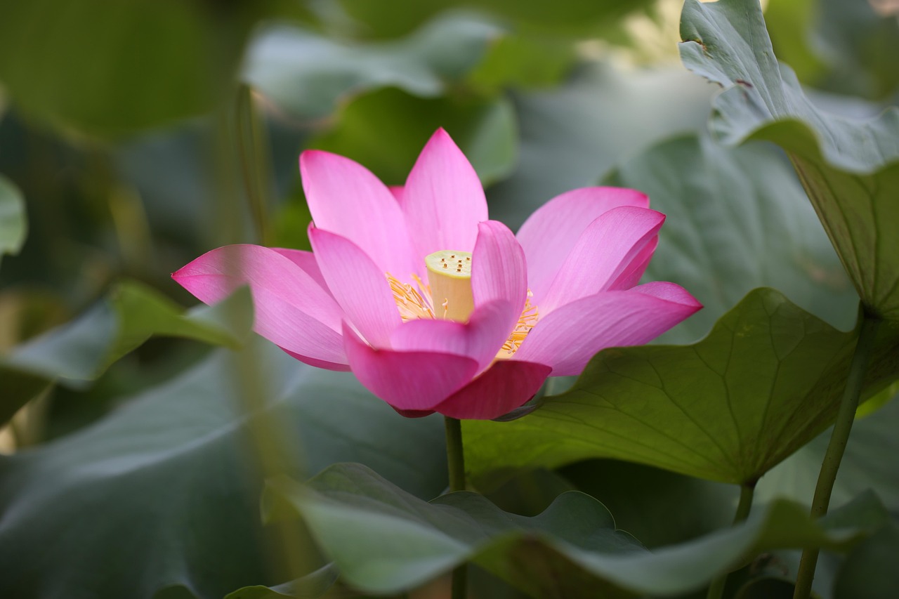 Free Lotus365 Review Review 2026: Bonus, App, Withdrawal Tested